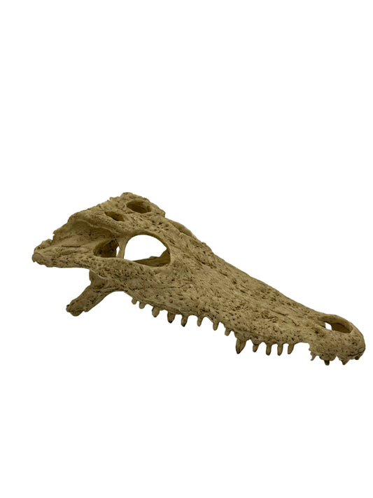Crocodile Skull White Bg