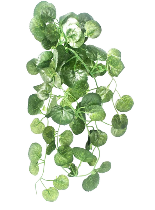 Fake Reptile Plant Green Shell Leaves White Background
