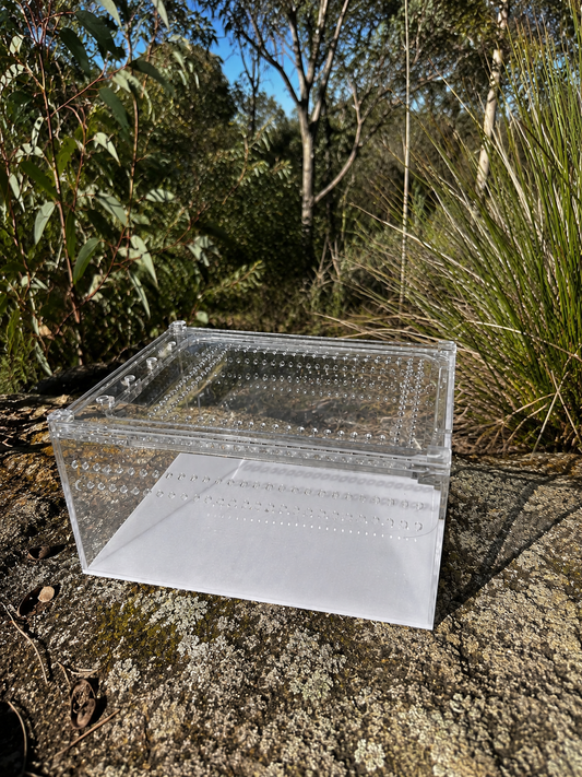 Acrylic reptile display box - bush background
