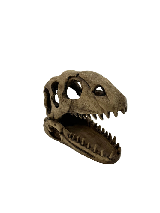 Dinosaur Skull Decoration White BG