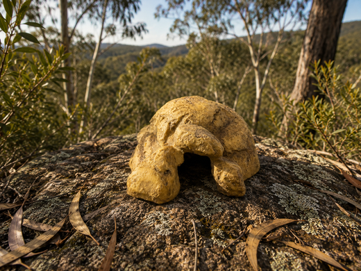 Reptile Hides