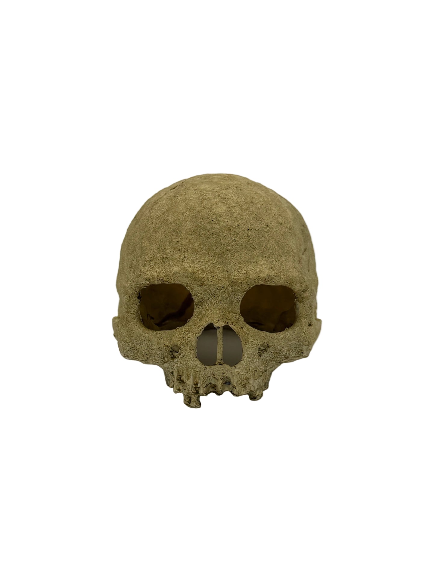 Skull Reptile Aquarium Decoration White Background