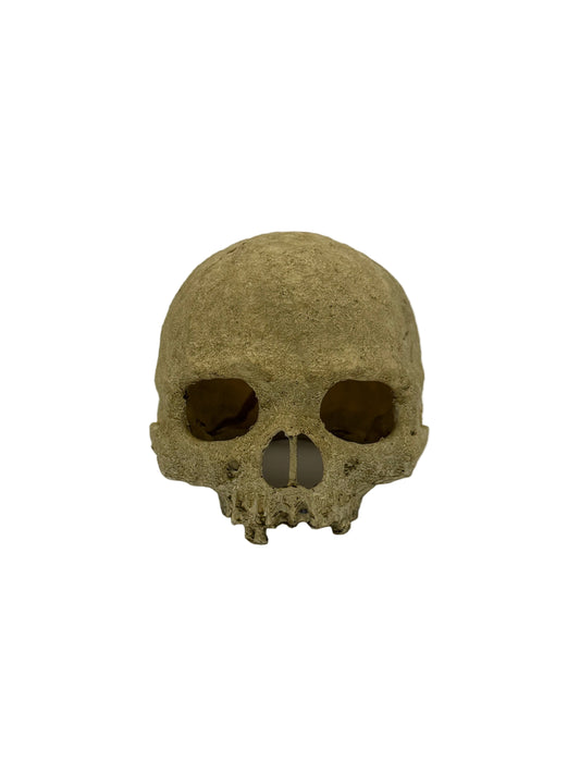 Skull Reptile Aquarium Decoration White Background