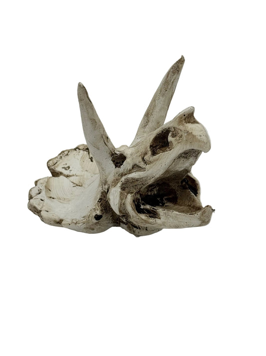 Triceratops resin skull decoration white bg