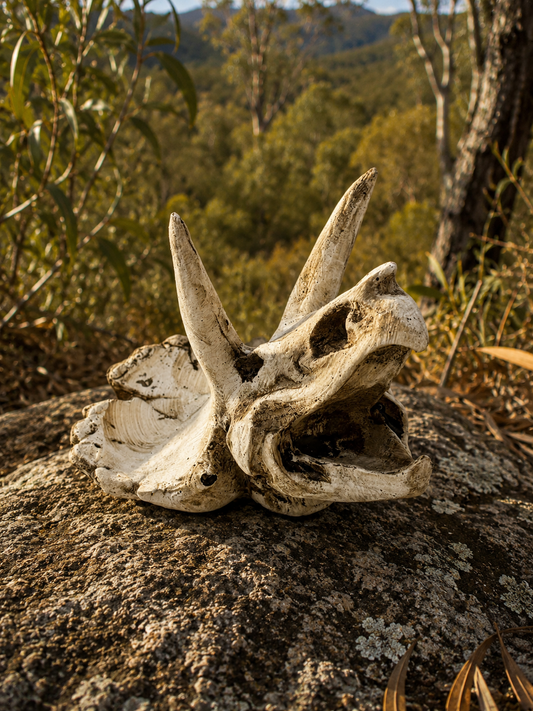 Triceratops resin skull decoration