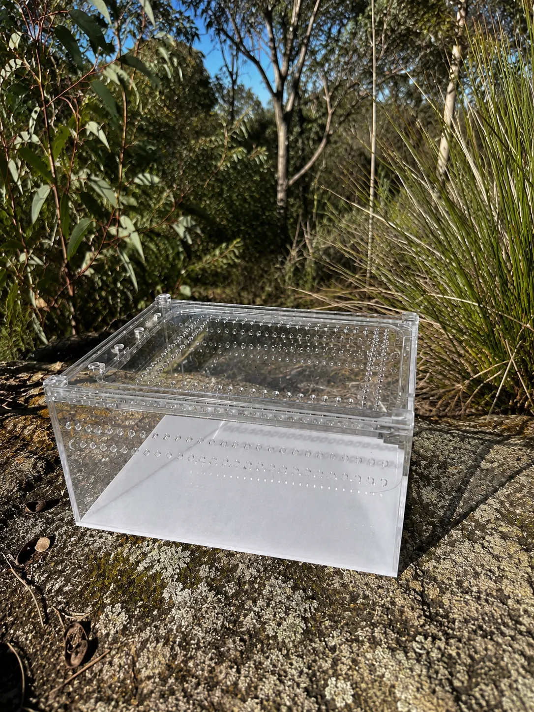 Acrylic reptile display box - bush background