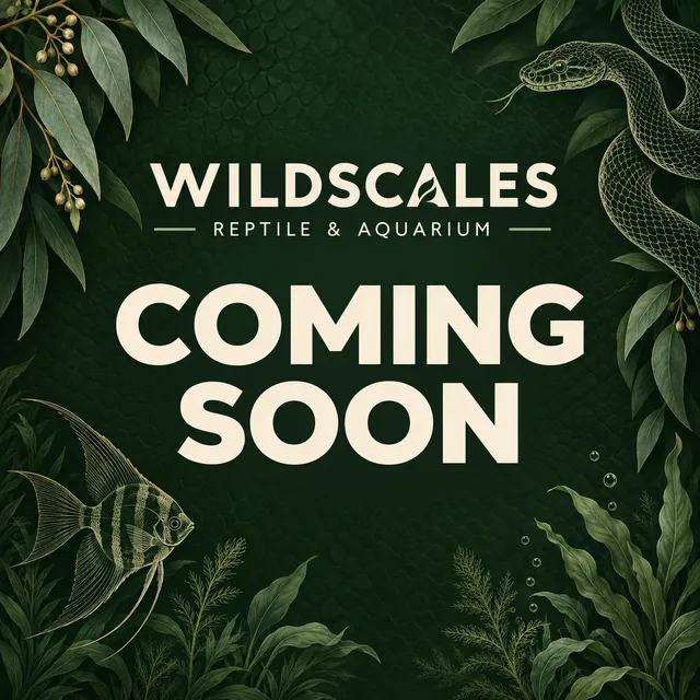 Snake Catching Gear Coming Soon Placeholder
